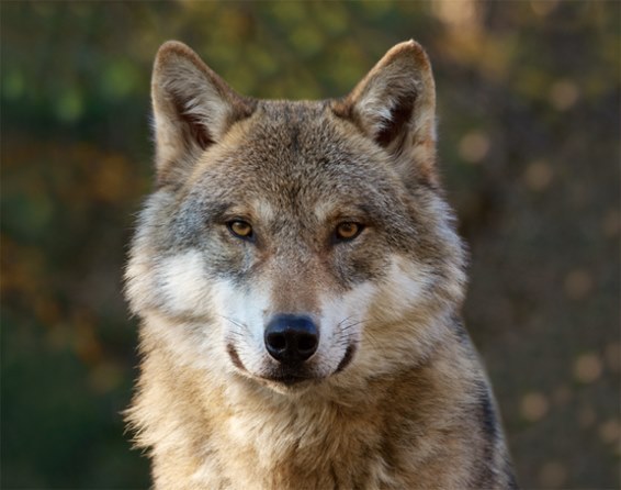 3D Platzmatte Wolf