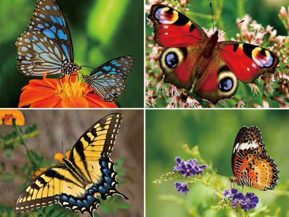 3D Platzmatte Schmetterlinge